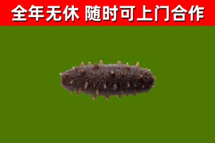 鹰潭市回收海参干